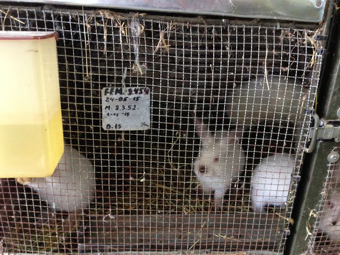 IMG_3281 - ADAPOST - CALIFORNIAN