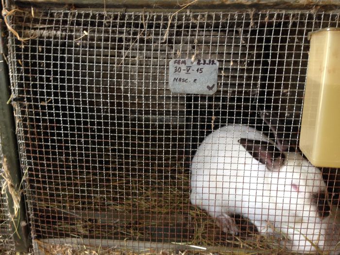 IMG_3282 - ADAPOST - CALIFORNIAN