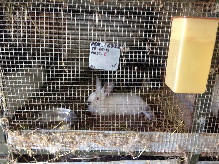 IMG_3283 - ADAPOST - CALIFORNIAN