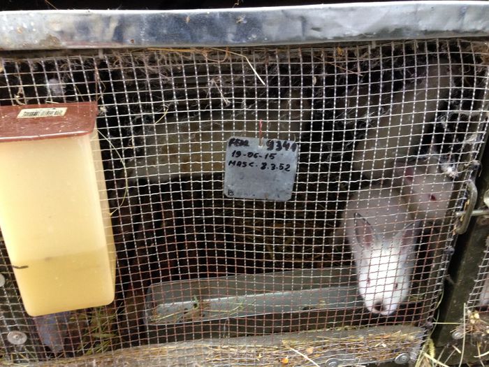 IMG_3287 - ADAPOST - CALIFORNIAN