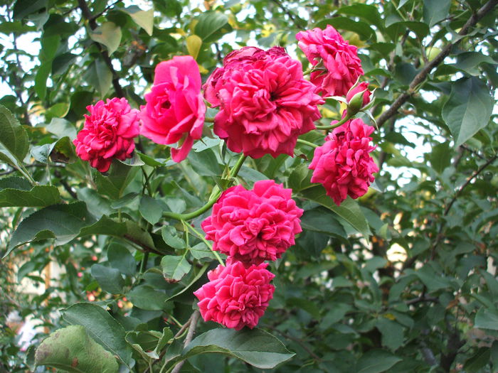 DSCF1633 - trandafiri urcatori 0