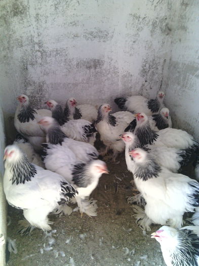 IMG_20150830_163404 - tineret 2015