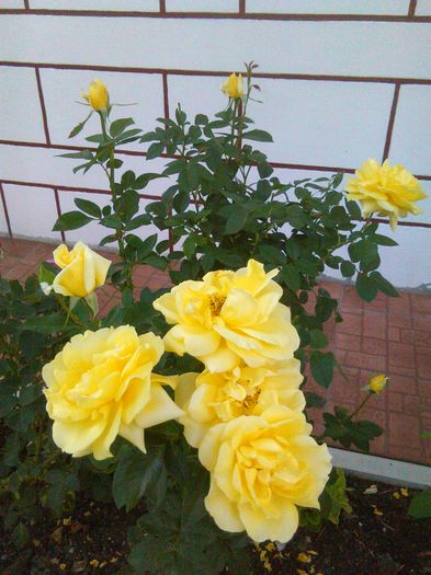IMG_20150830_173357 - Trandafiri 2015