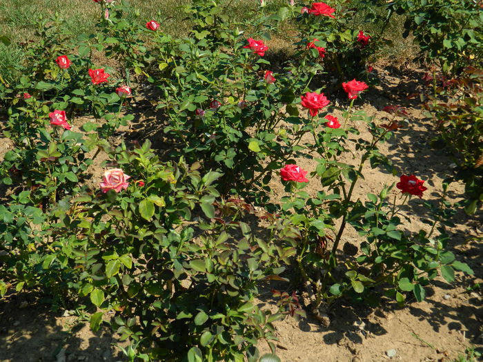 DSCN5846 - 2015_GRADINA BOTANICA JIBOU