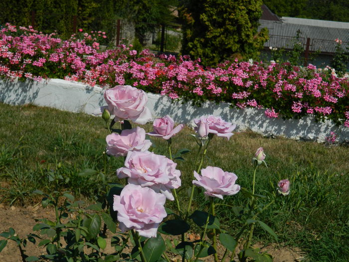 DSCN5847 - 2015_GRADINA BOTANICA JIBOU