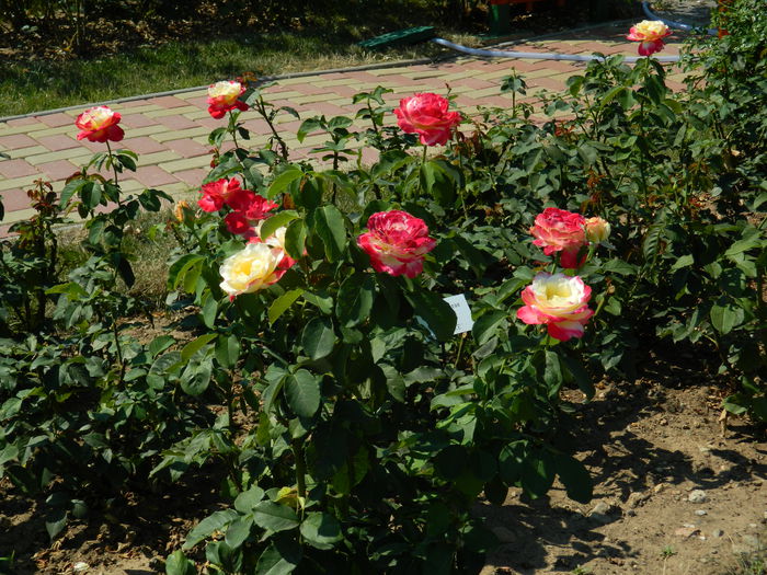 DSCN5848 - 2015_GRADINA BOTANICA JIBOU