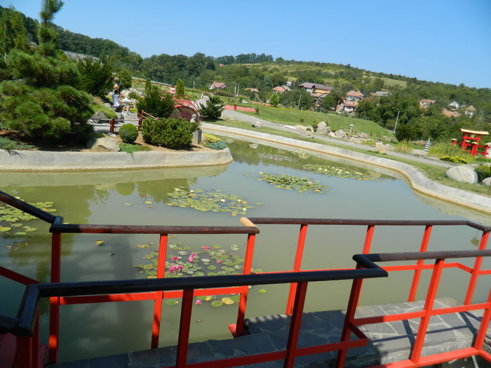 DSCN5863 - 2015_GRADINA BOTANICA JIBOU