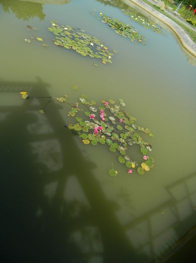 DSCN5868 - 2015_GRADINA BOTANICA JIBOU