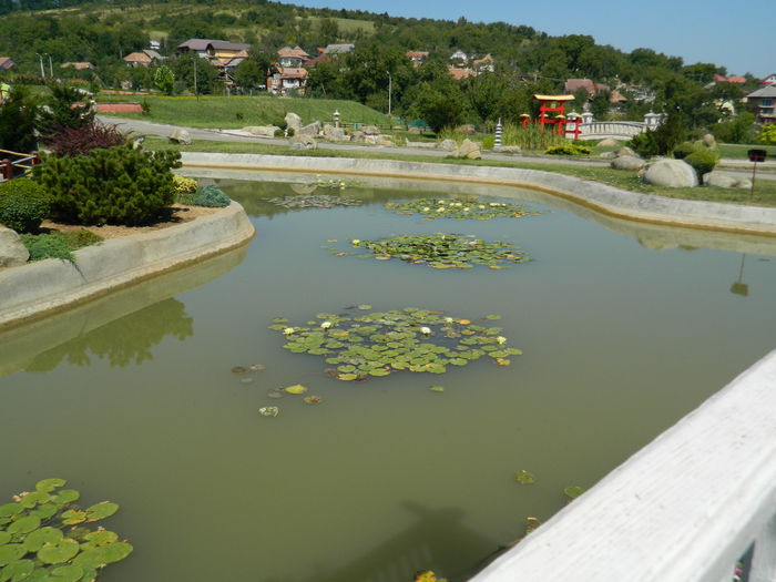 DSCN5870 - 2015_GRADINA BOTANICA JIBOU