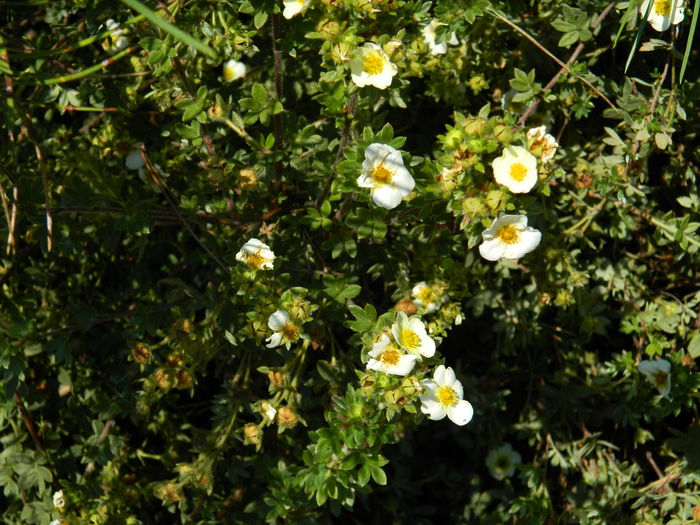 DSCN5881 - 2015_GRADINA BOTANICA JIBOU