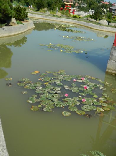 DSCN5883 - 2015_GRADINA BOTANICA JIBOU