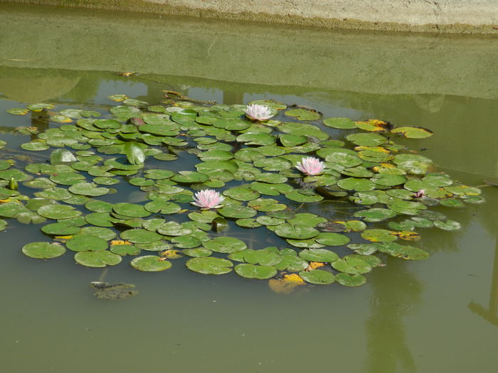 DSCN5884 - 2015_GRADINA BOTANICA JIBOU