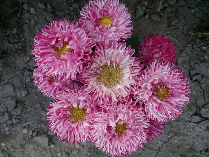 IMG_20150830_183049 - 2015 Flori in  gradina