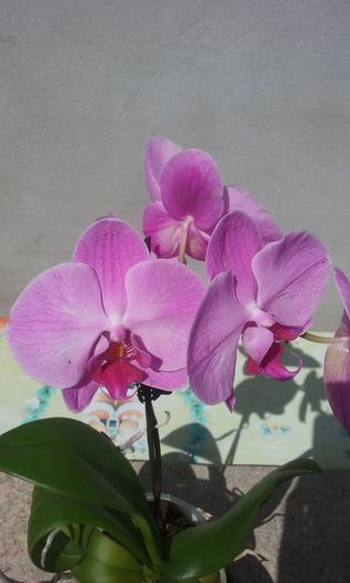 20150829_142414 - Noi achizitii 2015