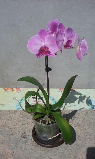 20150829_142419 - Noi achizitii 2015