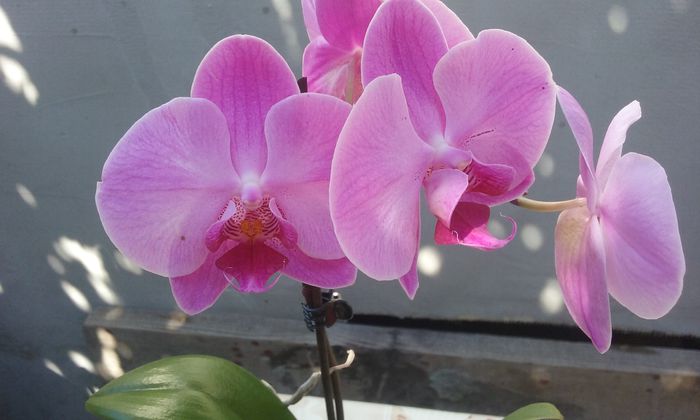 20150829_142500 - Noi achizitii 2015