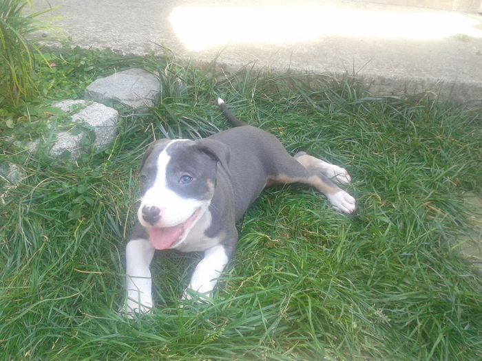 2 luni - PITBULL GOLDYE tricolor blue femela