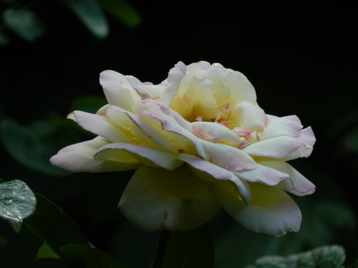 DSCN4277