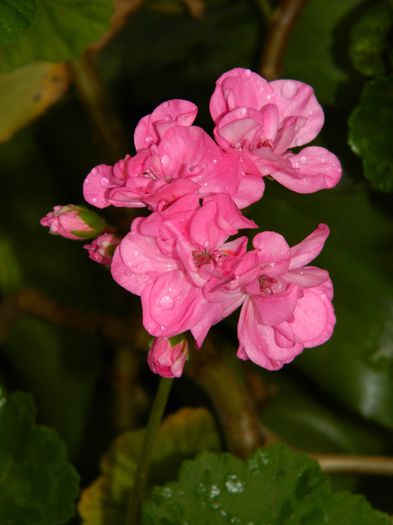 DSCN4279