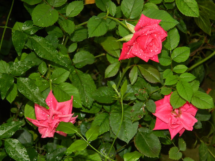 DSCN4282