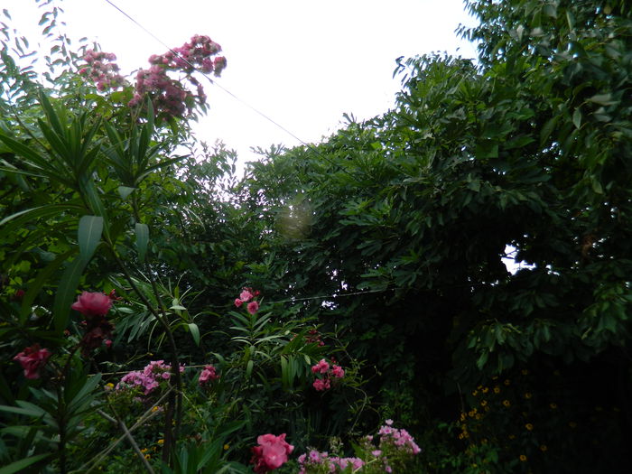 DSCN4291