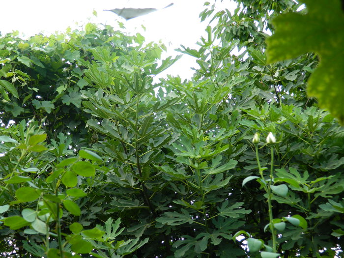 DSCN4302 - 2015_2_AUGUST