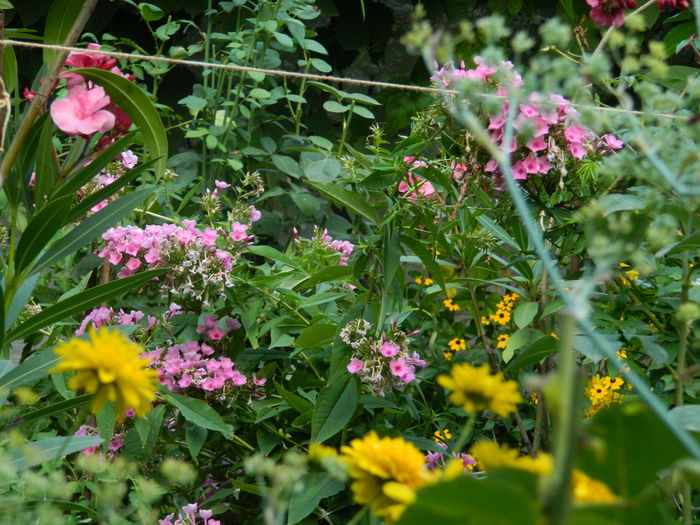 DSCN4307 - 2015_2_AUGUST