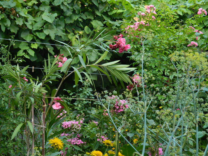 DSCN4308 - 2015_2_AUGUST