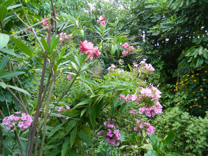 DSCN4314 - 2015_2_AUGUST