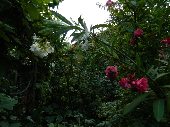DSCN4316 - 2015_2_AUGUST