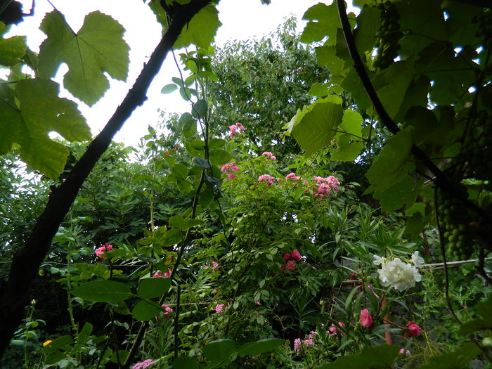 DSCN4323 - 2015_2_AUGUST