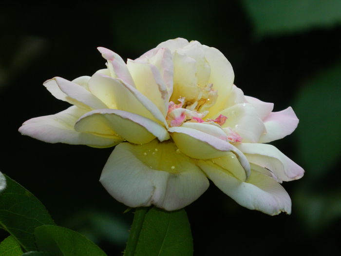 DSCN4327