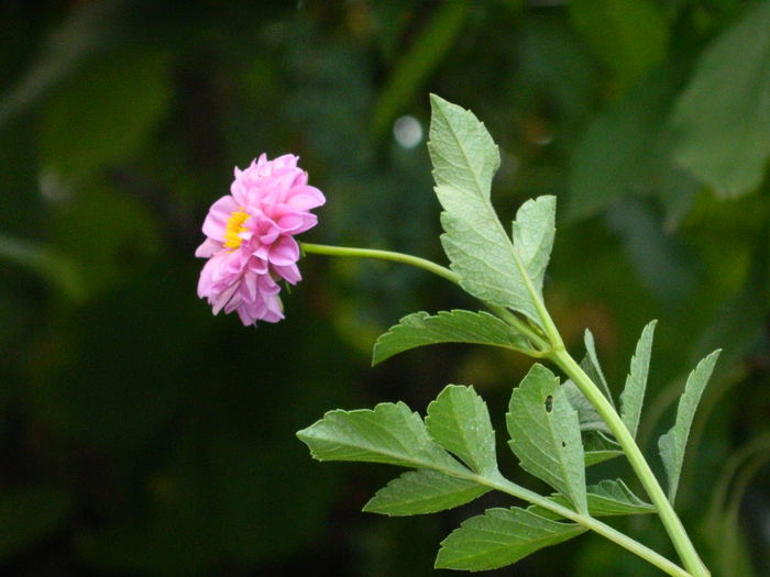DSCN4330