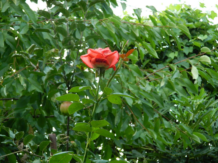 DSCN4331