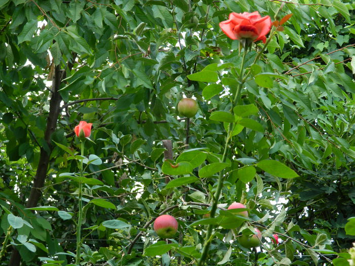 DSCN4333