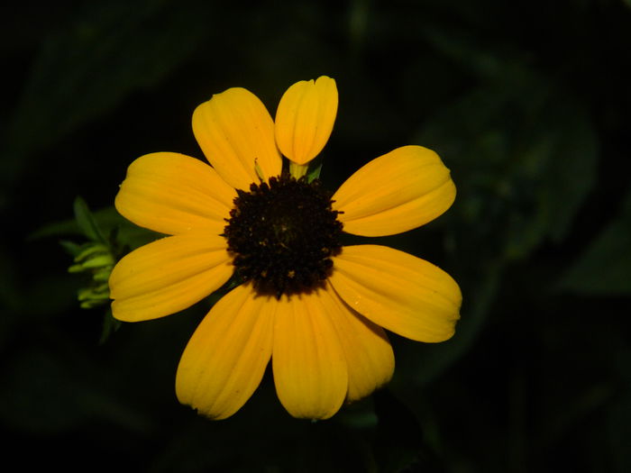 DSCN4334