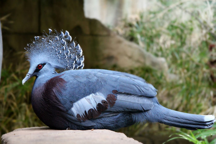 victoria crowned pigeon 4