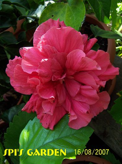 Classic Pink - H - Hibiscusi