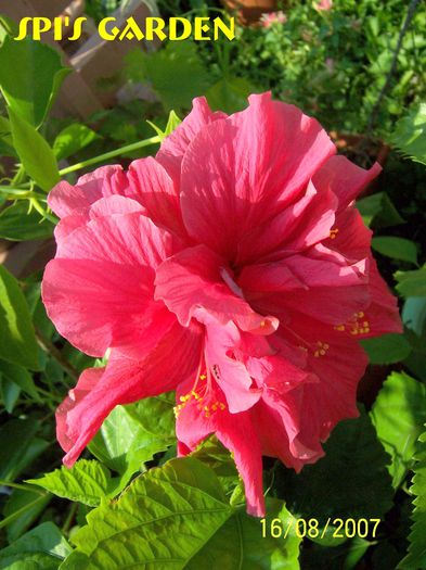 Classic Pink - H - Hibiscusi