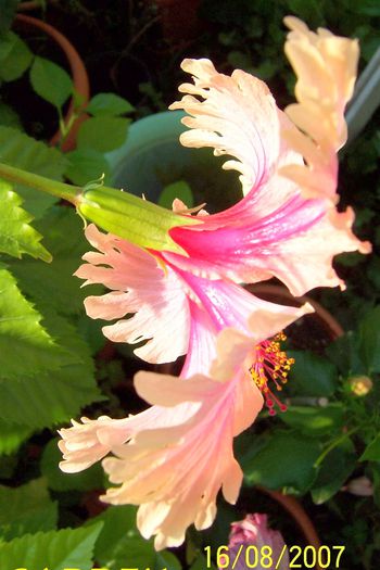 Pink Shower - Hibiscusi - pierduti