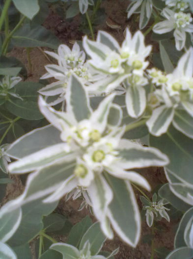 ABCD0014de la sora mea