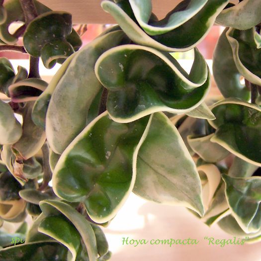 Compacta Regalis - Hoya plante