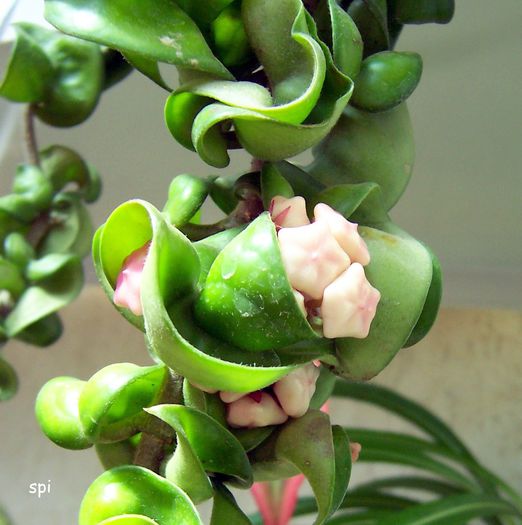 Compacta - Hoya plante