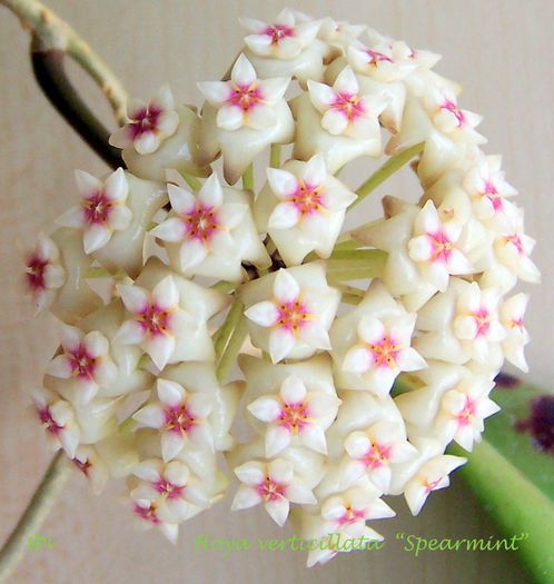 Verticilata - Hoya plante