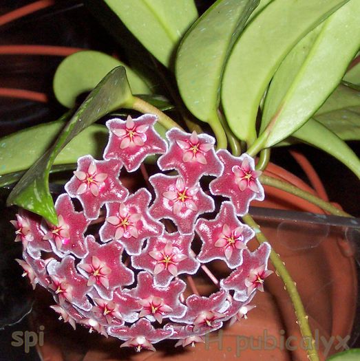 Pubicalyx 'Pink Silver" - Hoya plante