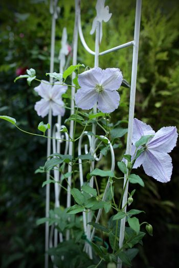 IMG_2288 - 1 Clematite 2015