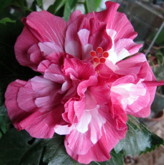 Pink Bouquet - H - Hibiscusi