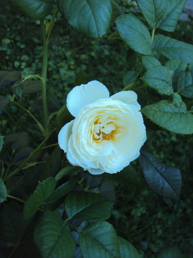 Uetersener Klosterrose