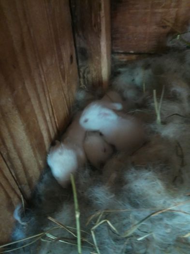 4 buc - cuib 17-08-2015