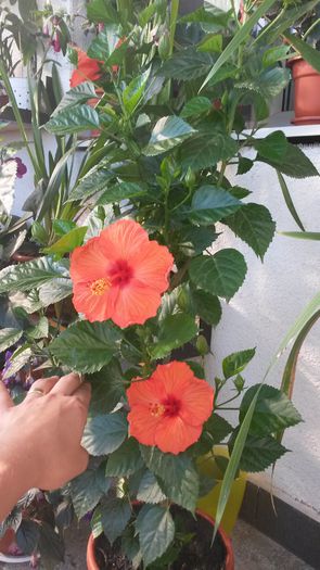 Dragul meu hibiscus